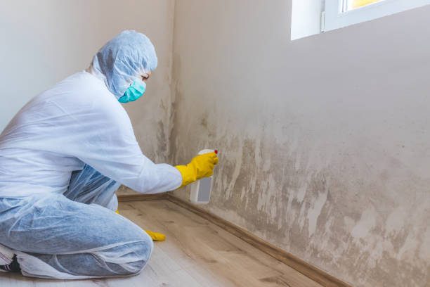 Licensed Mold Remediation service in Manchester, KY - WQB Mold Removal